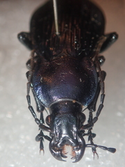 Carabus illigeri simulator