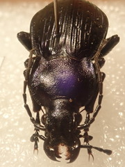 Carabus illigeri simulator