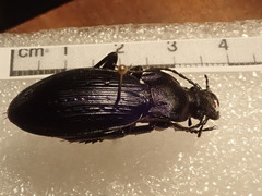 Carabus illigeri simulator