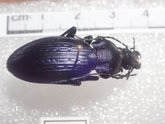 Carabus illigeri simulator