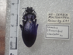 Carabus illigeri simulator