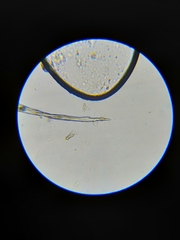 Grimmia trichophylla