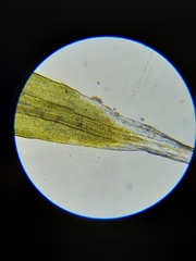 Grimmia trichophylla