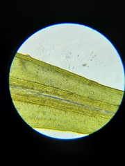 Grimmia trichophylla