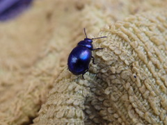 Gastrophysa janthina