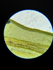 Grimmia trichophylla