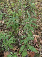Artemisia stolonifera