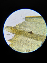 Grimmia trichophylla