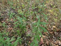 Artemisia stolonifera