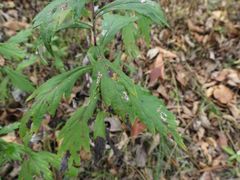 Artemisia stolonifera