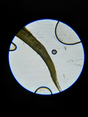 Grimmia trichophylla