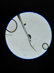 Grimmia trichophylla