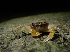 Geothelphusa taroko