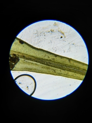 Grimmia trichophylla