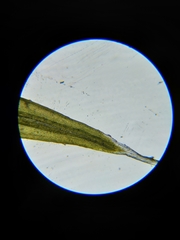 Grimmia trichophylla