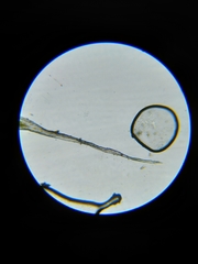 Grimmia trichophylla