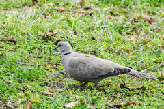 Streptopelia decaocto