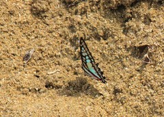 Graphium eurypylus
