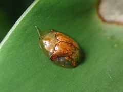 Aspidimorpha quinquefasciata