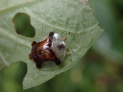 Aspidimorpha quinquefasciata
