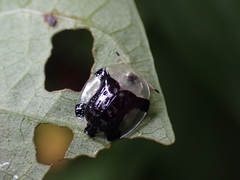 Aspidimorpha quinquefasciata