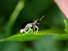 Aspidimorpha quinquefasciata