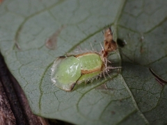 Aspidimorpha quinquefasciata