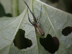 Aspidimorpha quinquefasciata