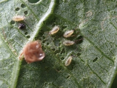 Aspidimorpha quinquefasciata