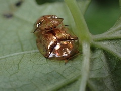 Aspidimorpha quinquefasciata