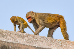 Macaca mulatta