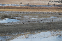 Eremophila alpestris