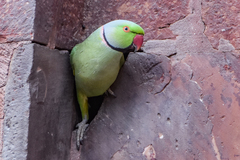 Psittacula krameri