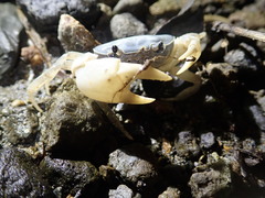 Geothelphusa cinerea