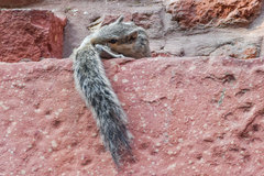 Funambulus pennantii