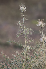 Echinops echinatus