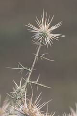 Echinops echinatus