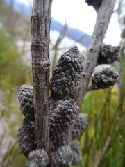 Allocasuarina zephyrea