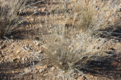 Aristida caput-medusae