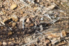 Aristida caput-medusae