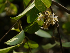 Aganosma cymosa