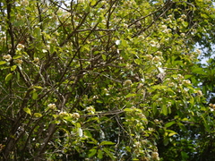 Aganosma cymosa