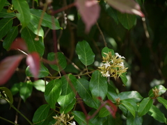 Aganosma cymosa