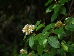 Aganosma cymosa