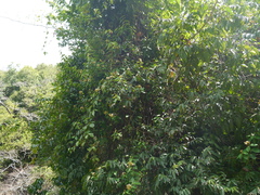 Aganosma cymosa