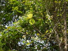 Aganosma cymosa