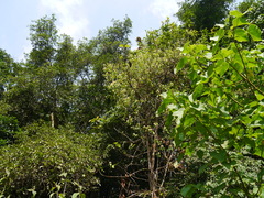 Aganosma cymosa