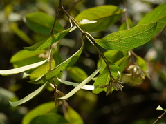 Aganosma cymosa