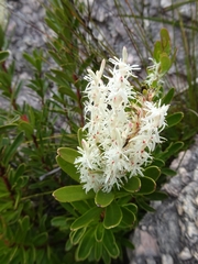 Agastachys odorata