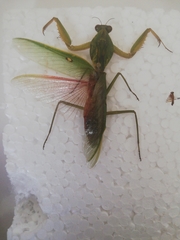 Rhombodera